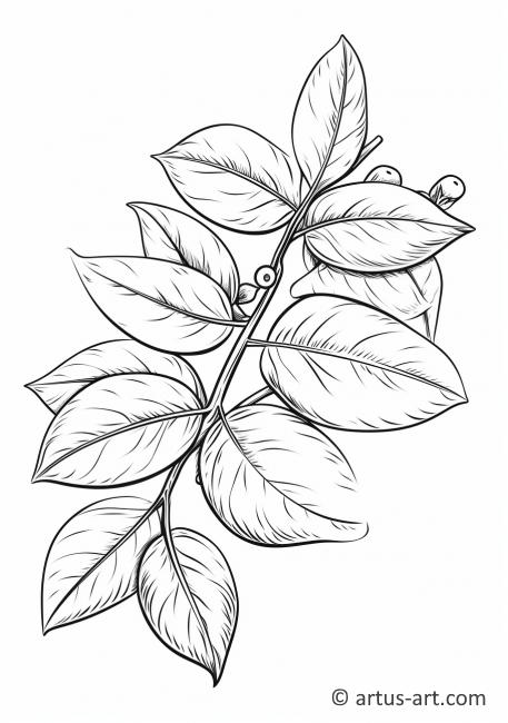 Pomelo Leaves Coloring Page